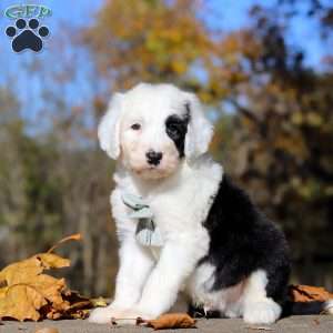 Jordan, Sheepadoodle Puppy